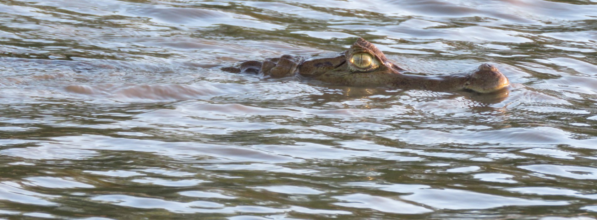Manu Wildlife Tours