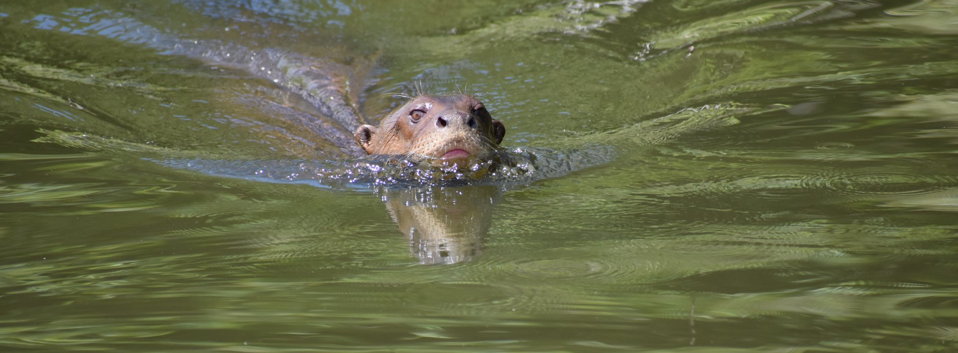 Manu Wildlife Tours