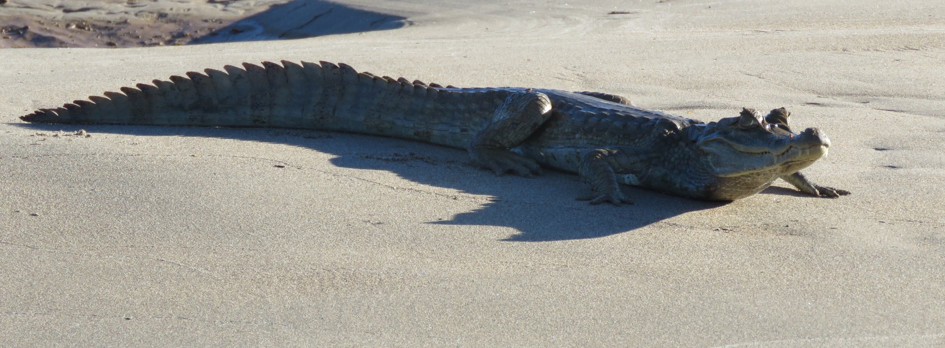 Manu Wildlife Tours