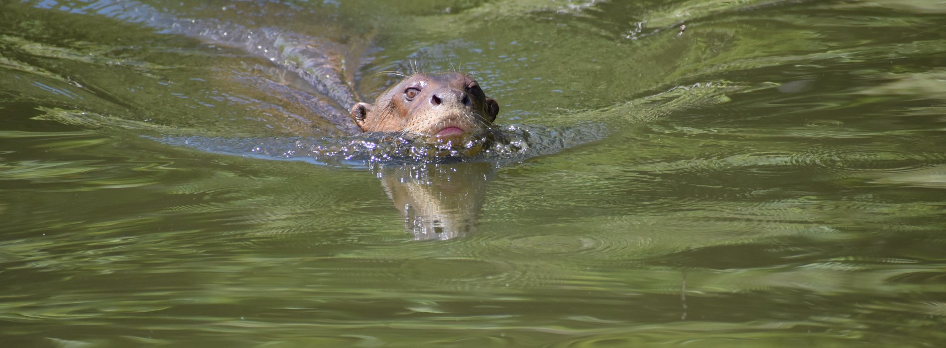 Manu Wildlife Tours