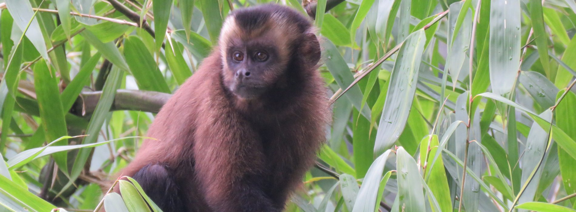 Manu Wildlife Tours