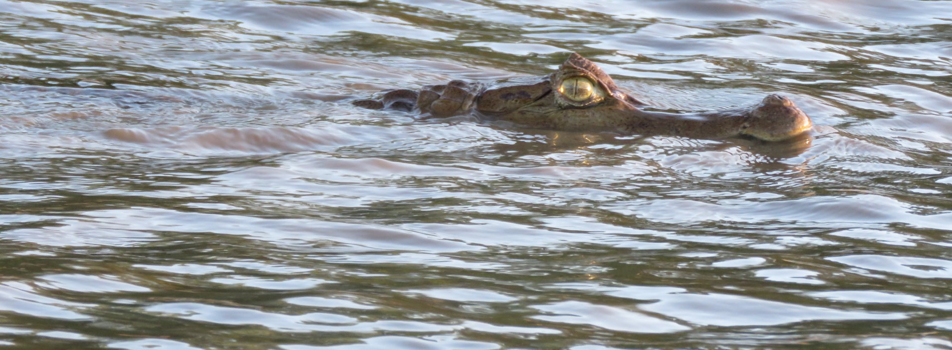 Manu Wildlife Tours