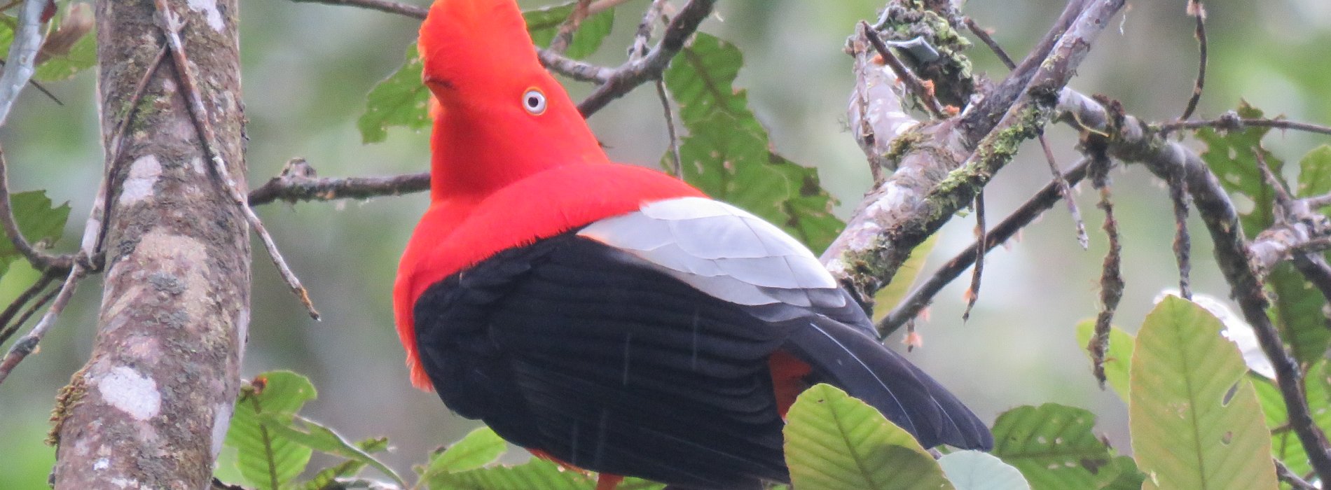 Manu Wildlife Tours