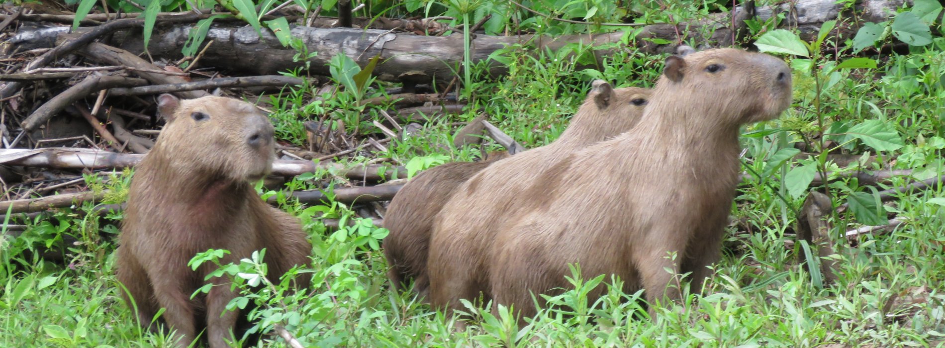 Manu Wildlife Tours