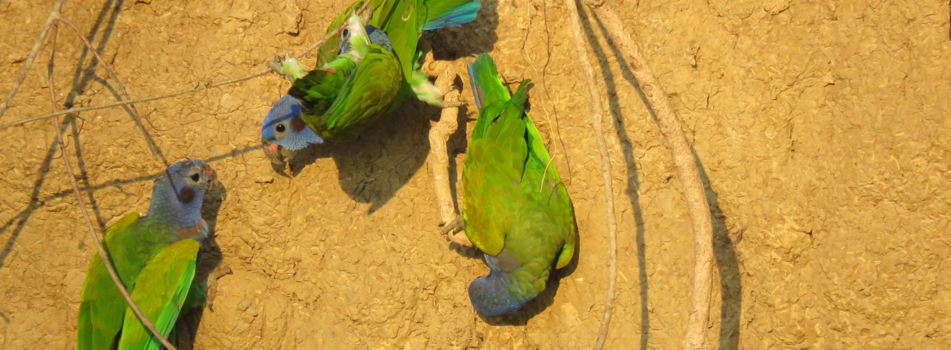 Manu Wildlife Tours