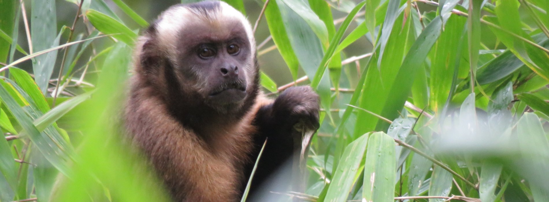 Manu Wildlife Tours