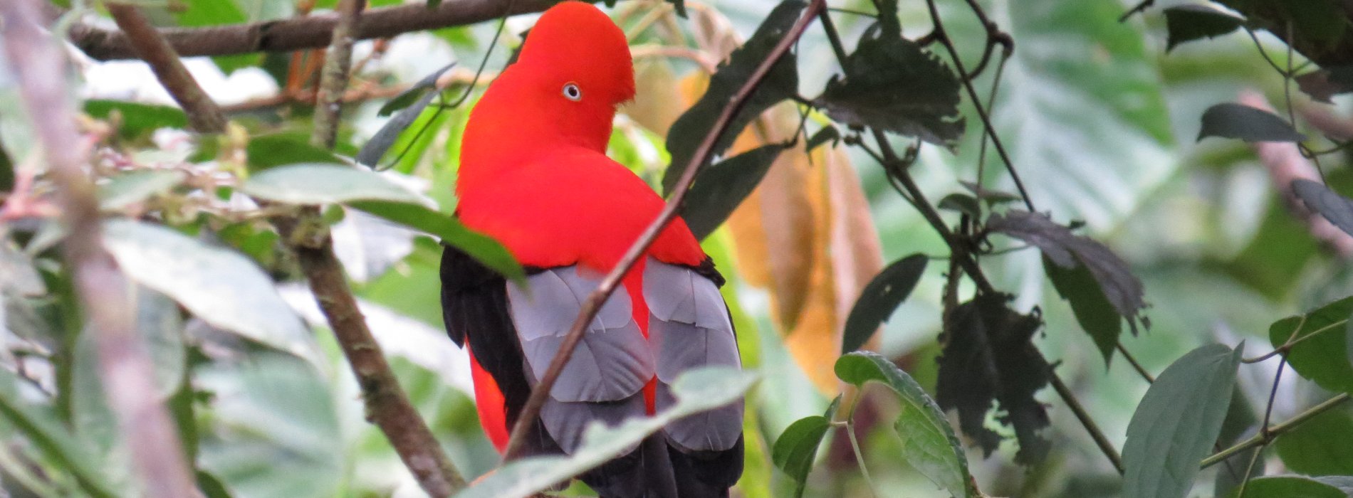 Manu Wildlife Tours