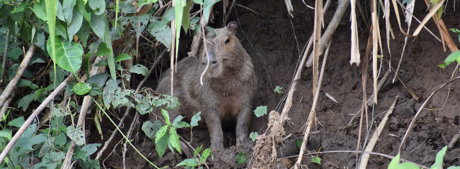 Manu Wildlife Tours