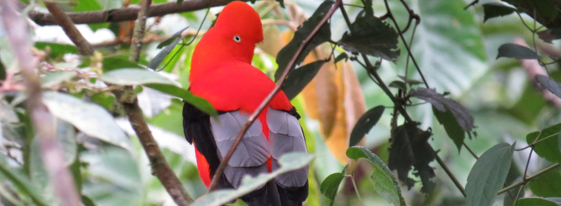 Manu Wildlife Tours