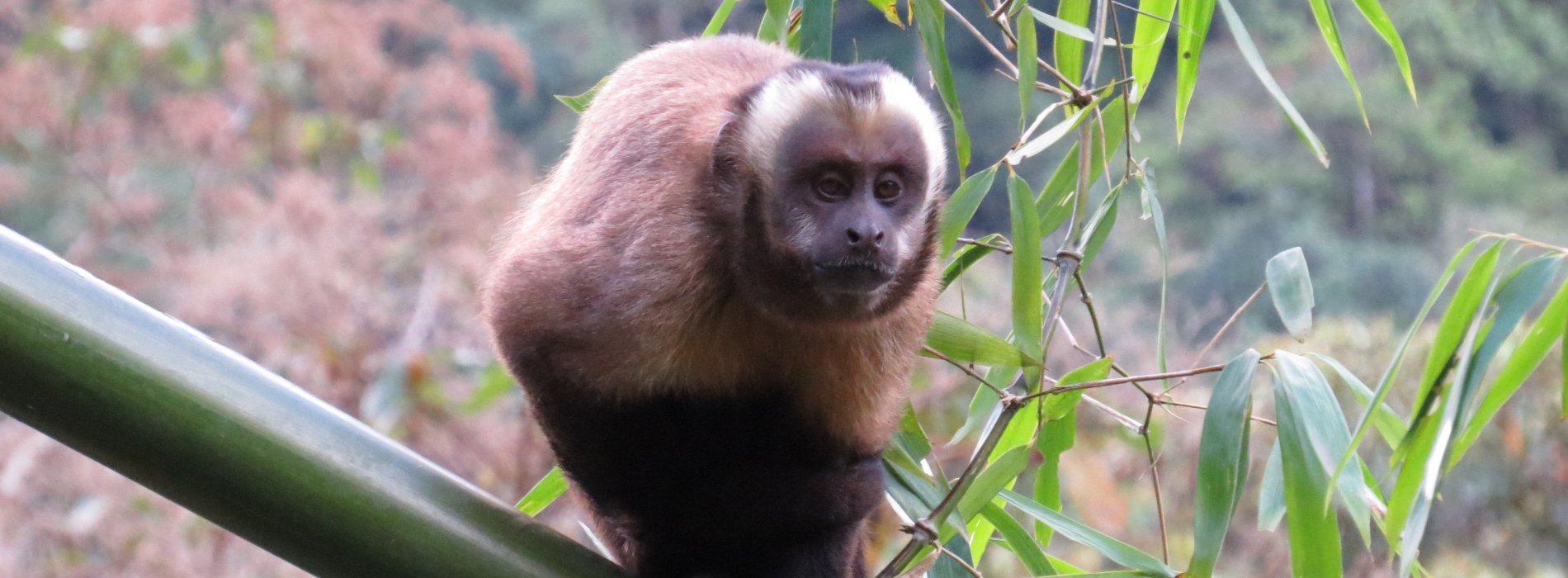 Manu Wildlife Tours