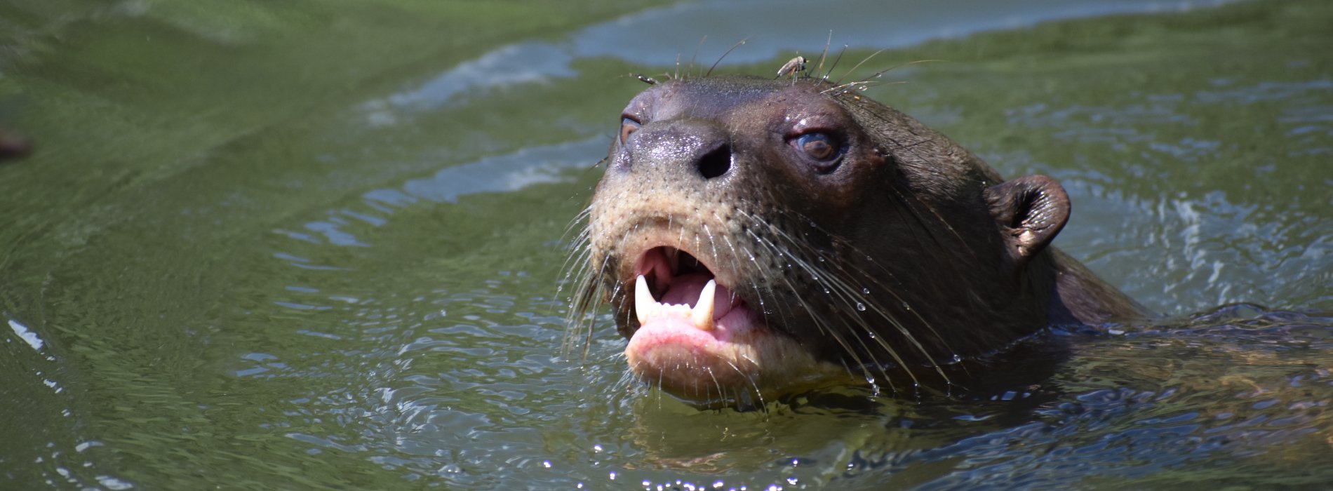 Manu Wildlife Tours