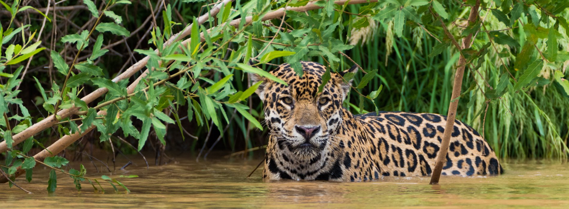 Manu Wildlife Tours