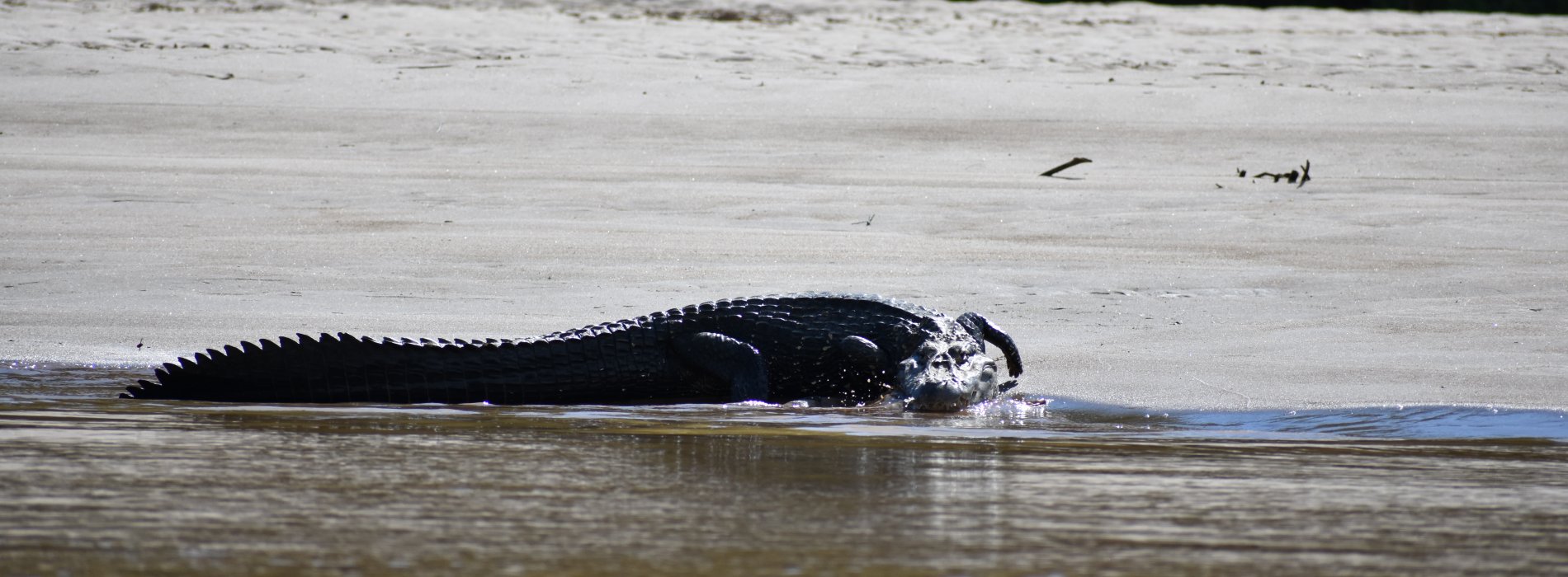 Manu Wildlife Tours