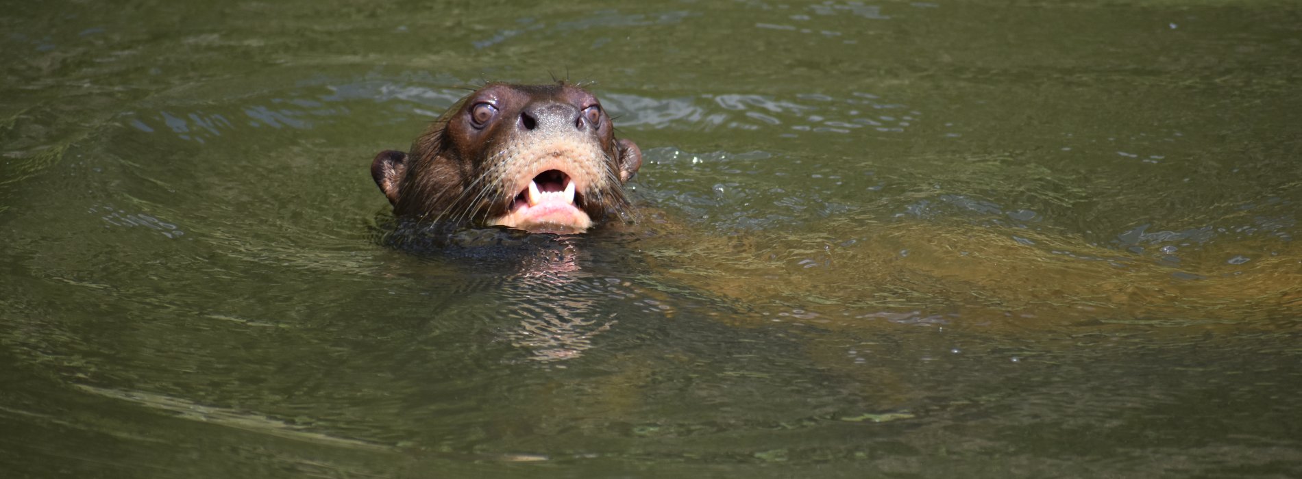 Manu Wildlife Tours