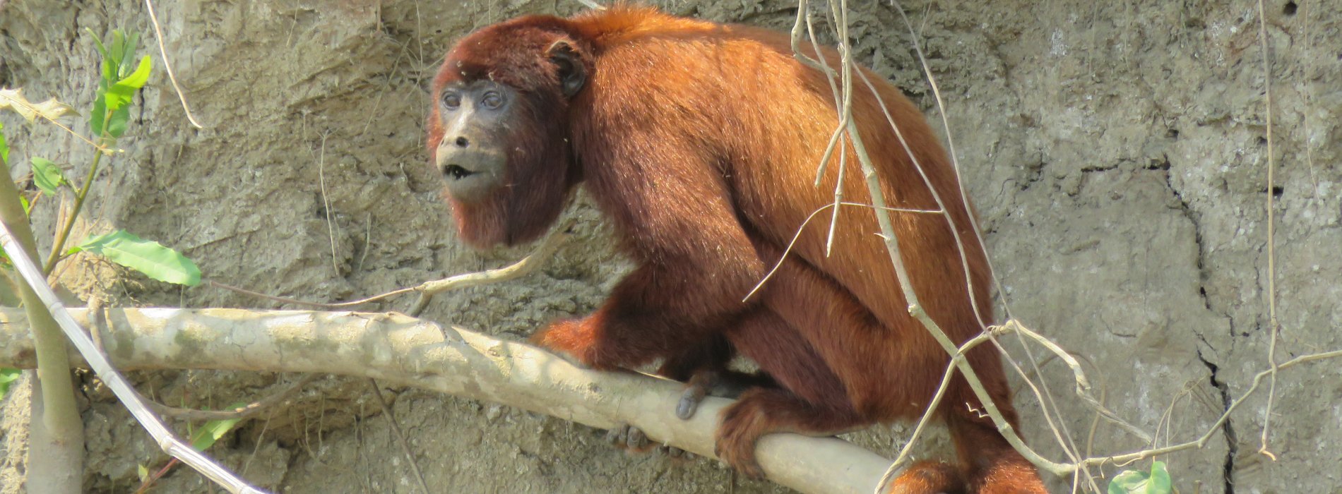 Manu Wildlife Tours