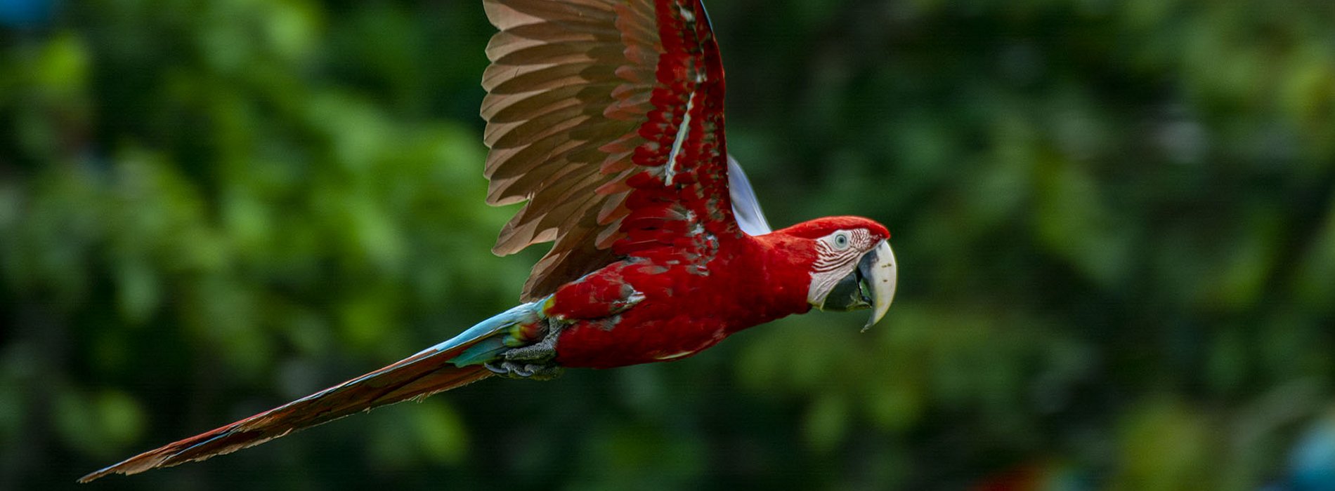 Manu Wildlife Tours