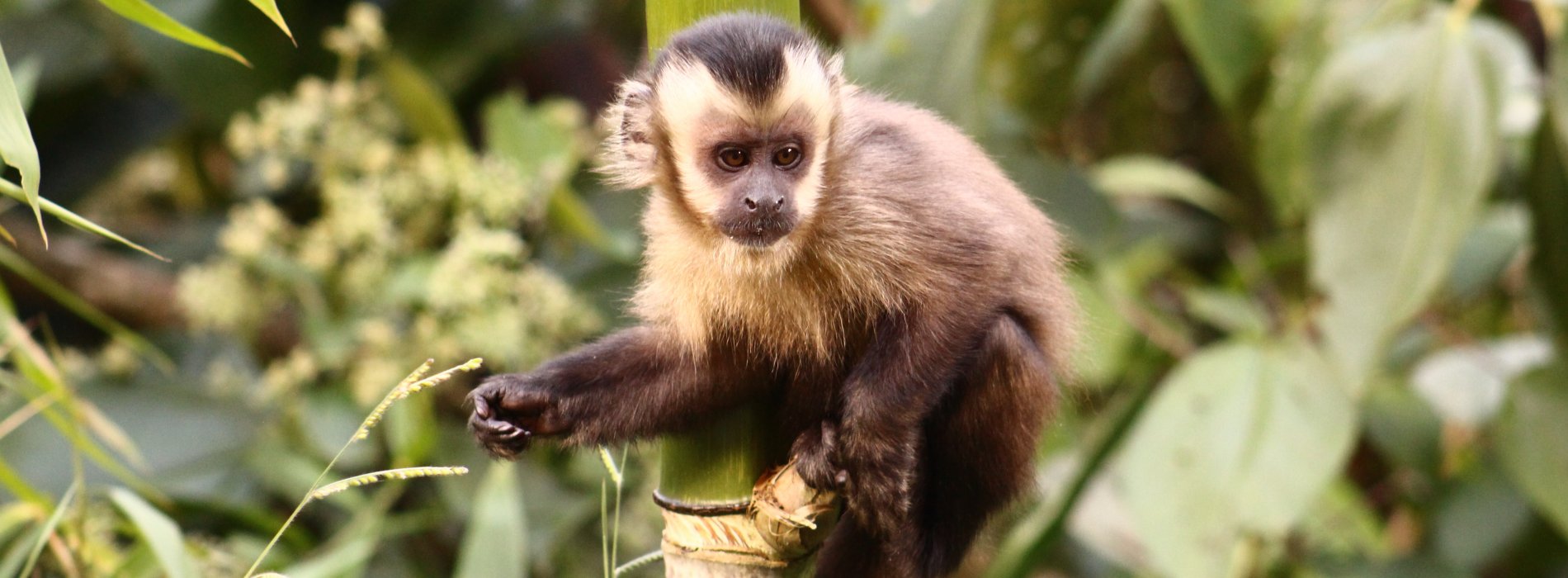 Manu Wildlife Tours