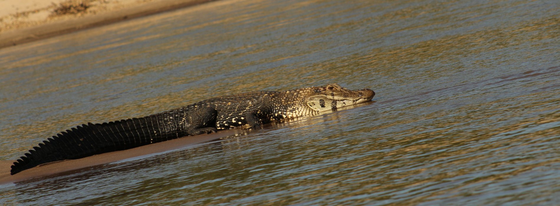 Manu Wildlife Tours