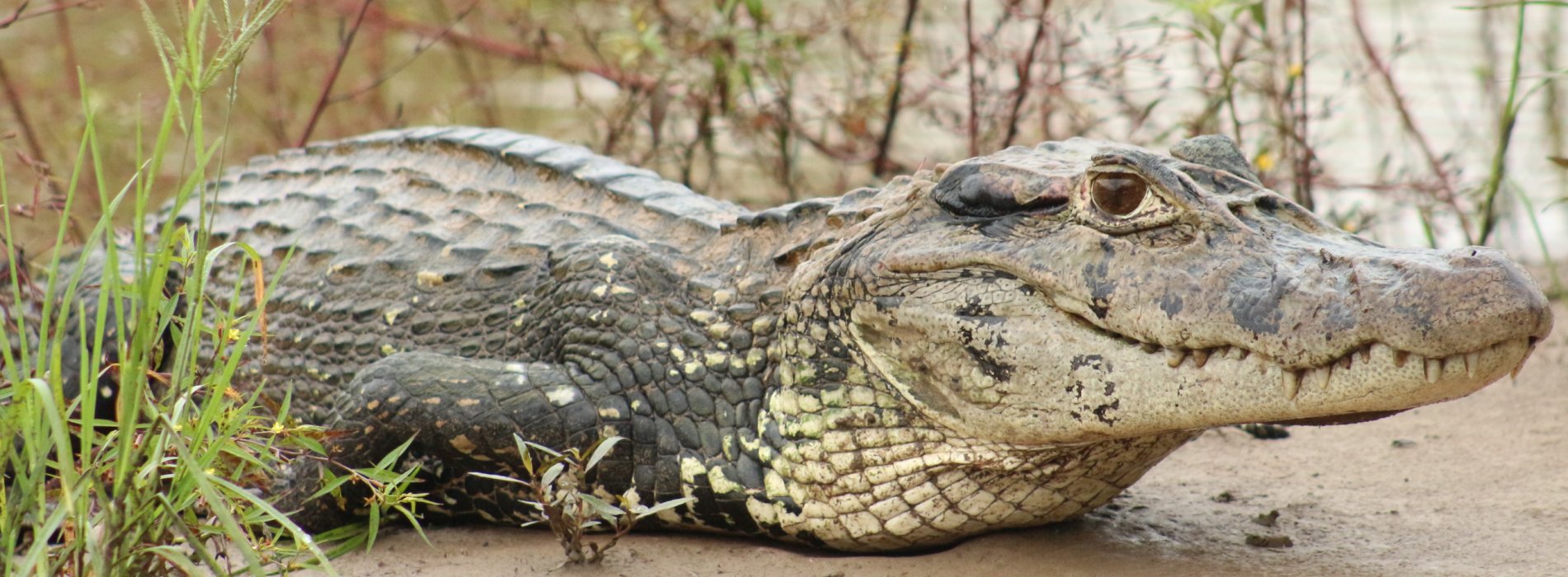 Manu Wildlife Tours