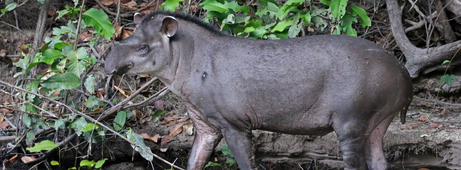 Manu Wildlife Tours